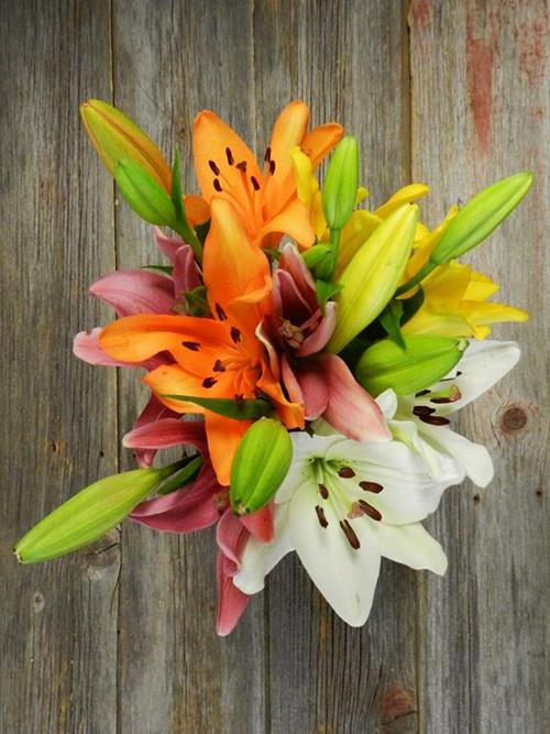 3-4  BLOOMS 3 OR MORE ASSORTED COLOR L.A. HYBRIDS LILIES
